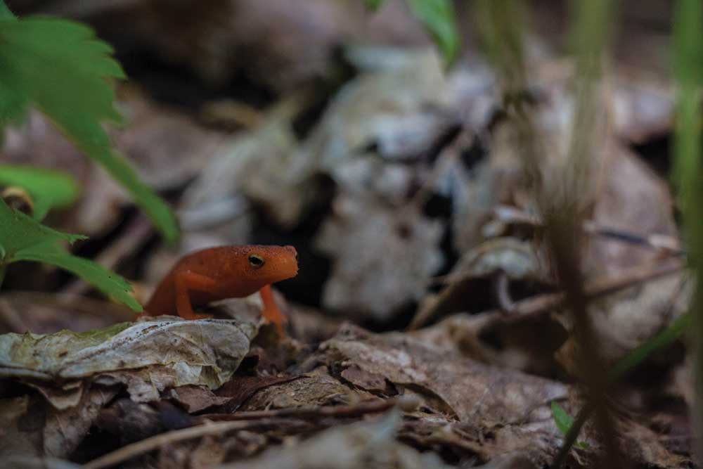 Eastern newt