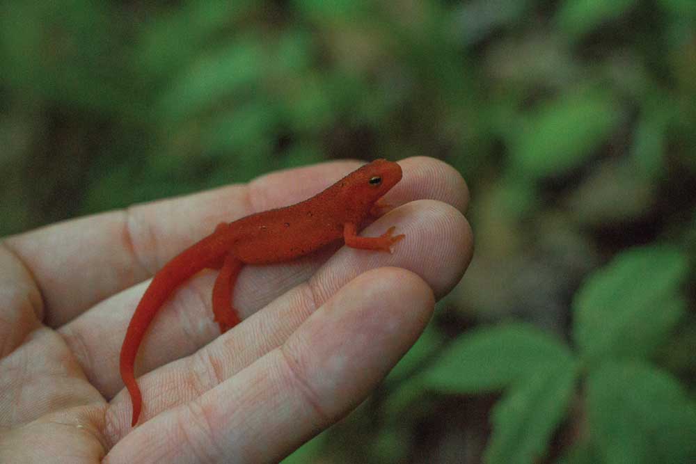 Red eft