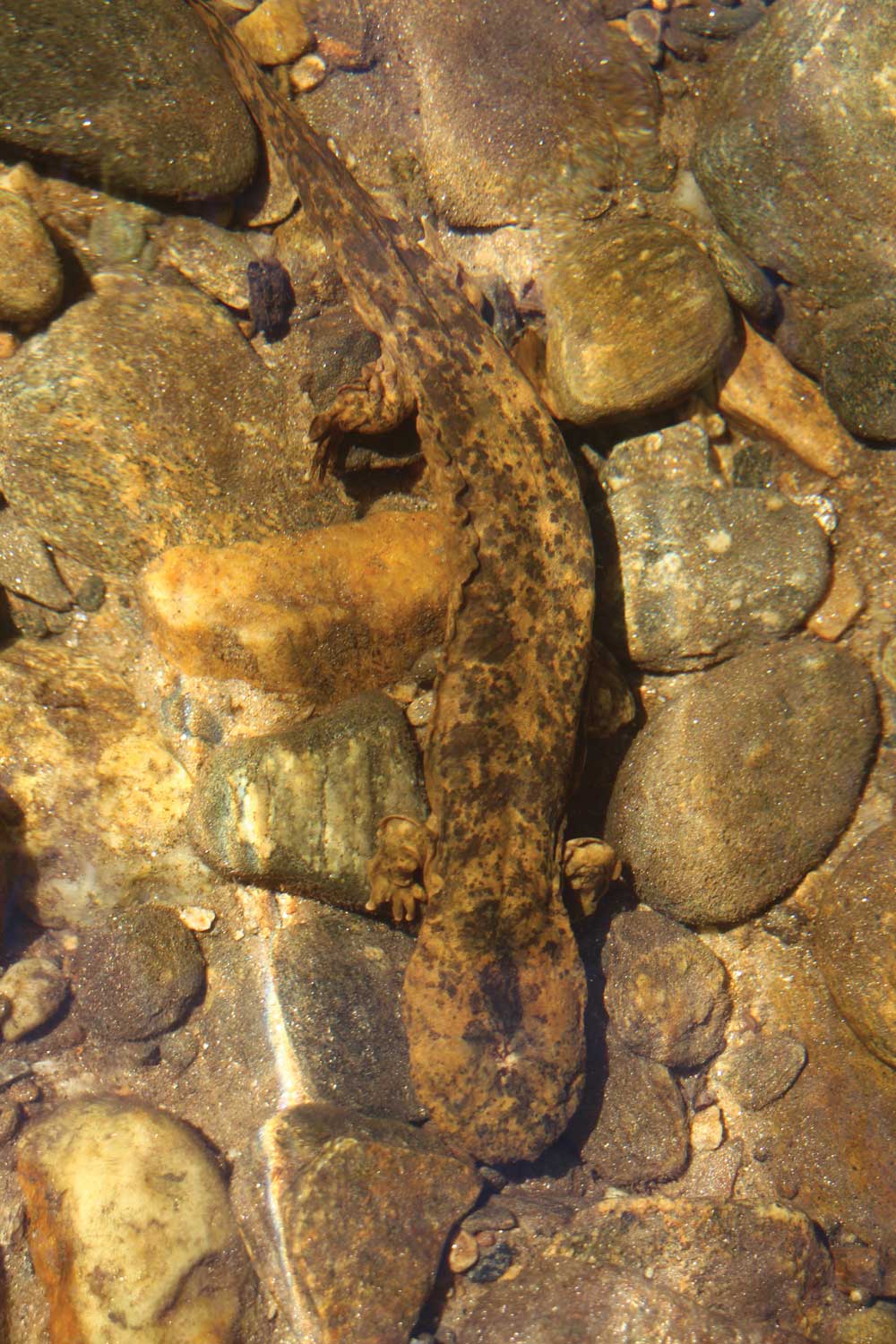 Eastern hellbender