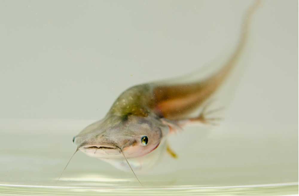 African clawed frog tadpole