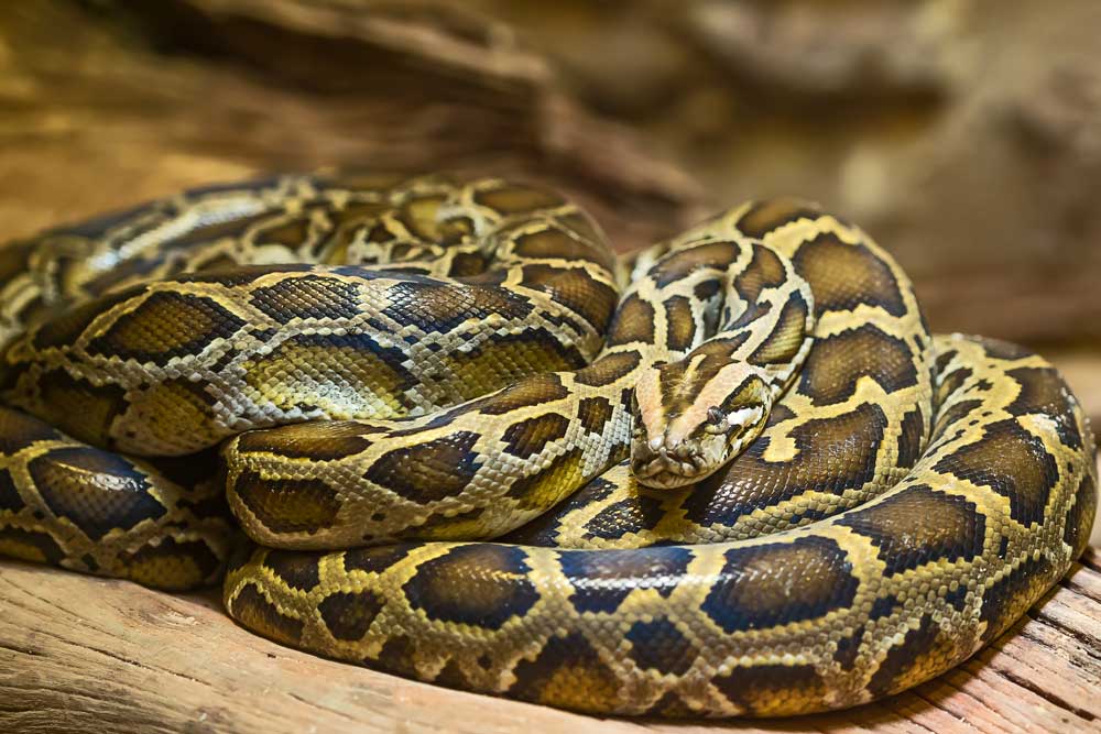 Burmese python