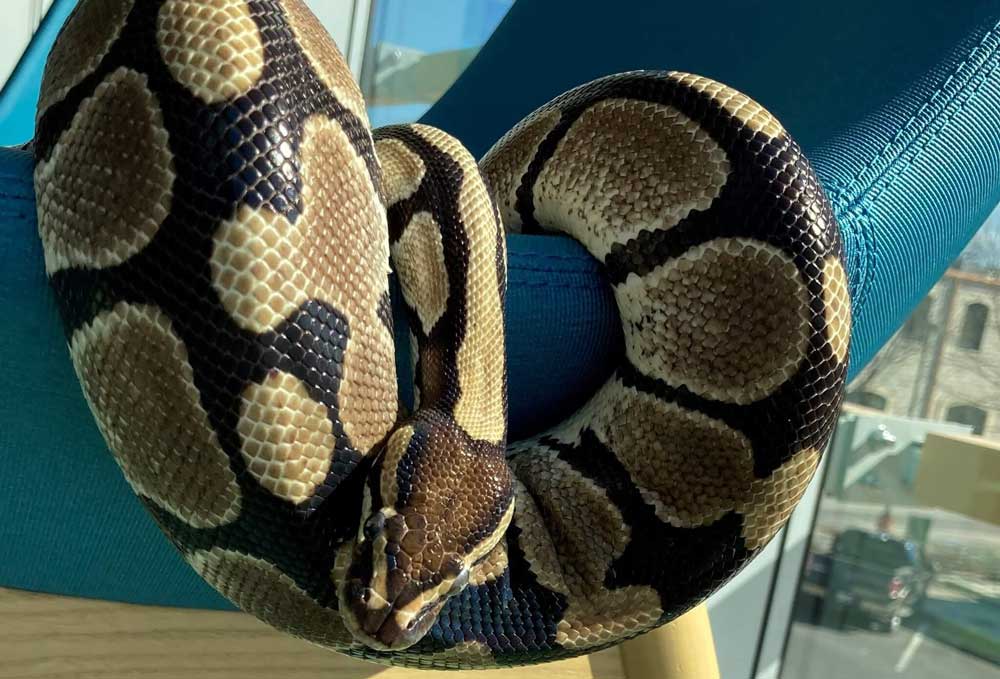 ball python