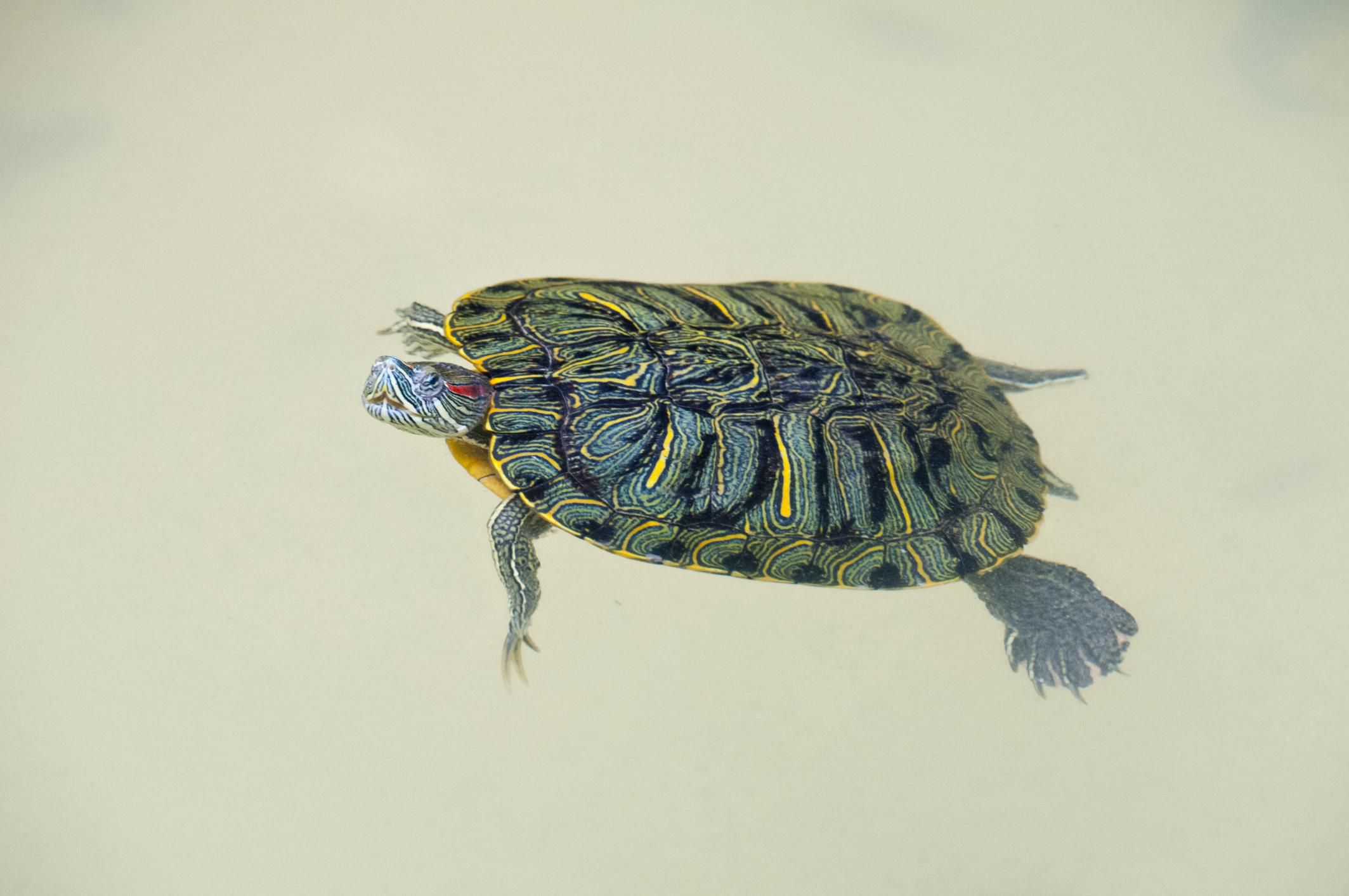 A Info to Caring for Pet Aquatic Turtles