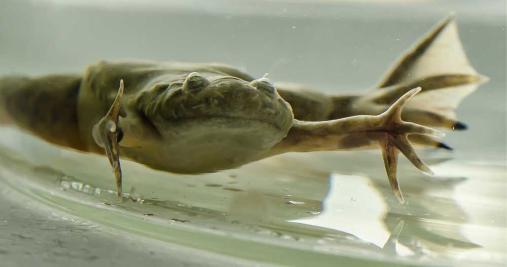 Intercourse Willpower in African Clawed Frogs Discovered