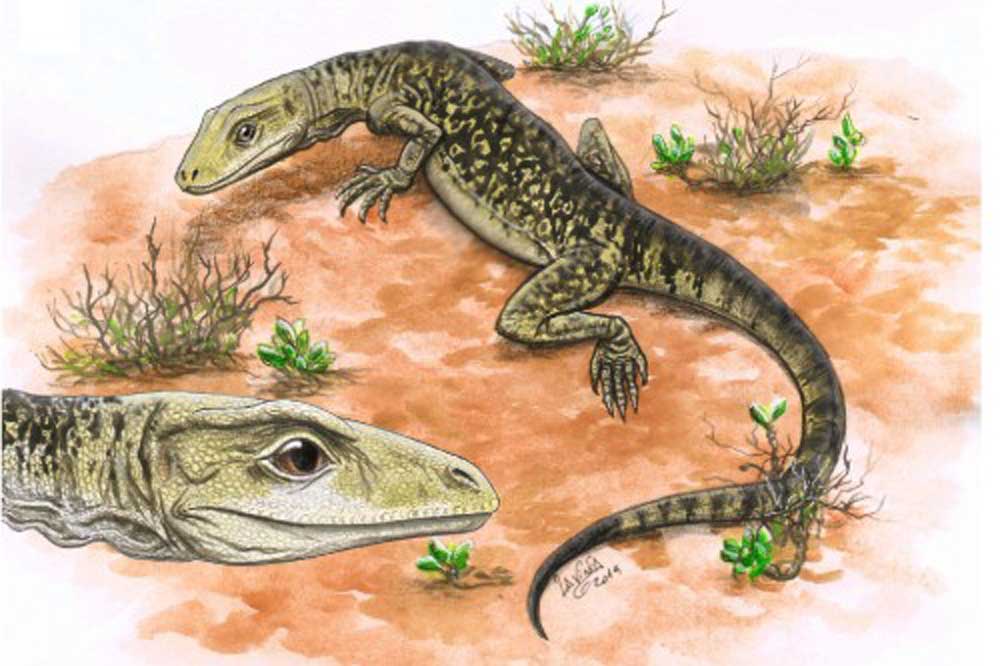 World’s Oldest Modern-Form Lizard, Cryptovaranoides microlanius Is Actually The World’s Oldest, New Analysis Says