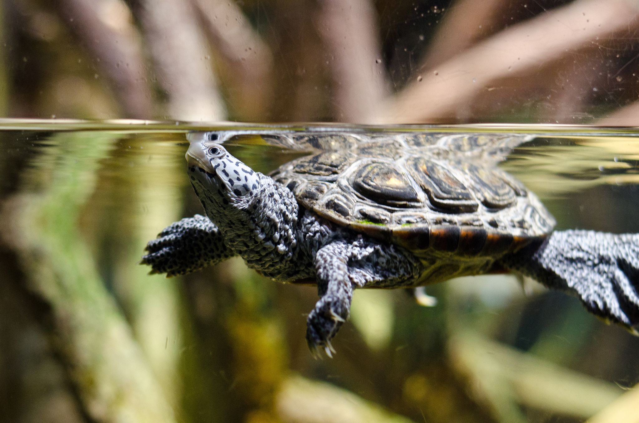 Should You Maintain a Diamondback Terrapin as a Pet?