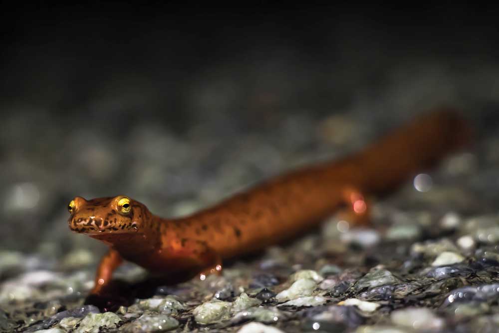 4 Unbelievably Tailor-made Salamanders – Reptiles Journal