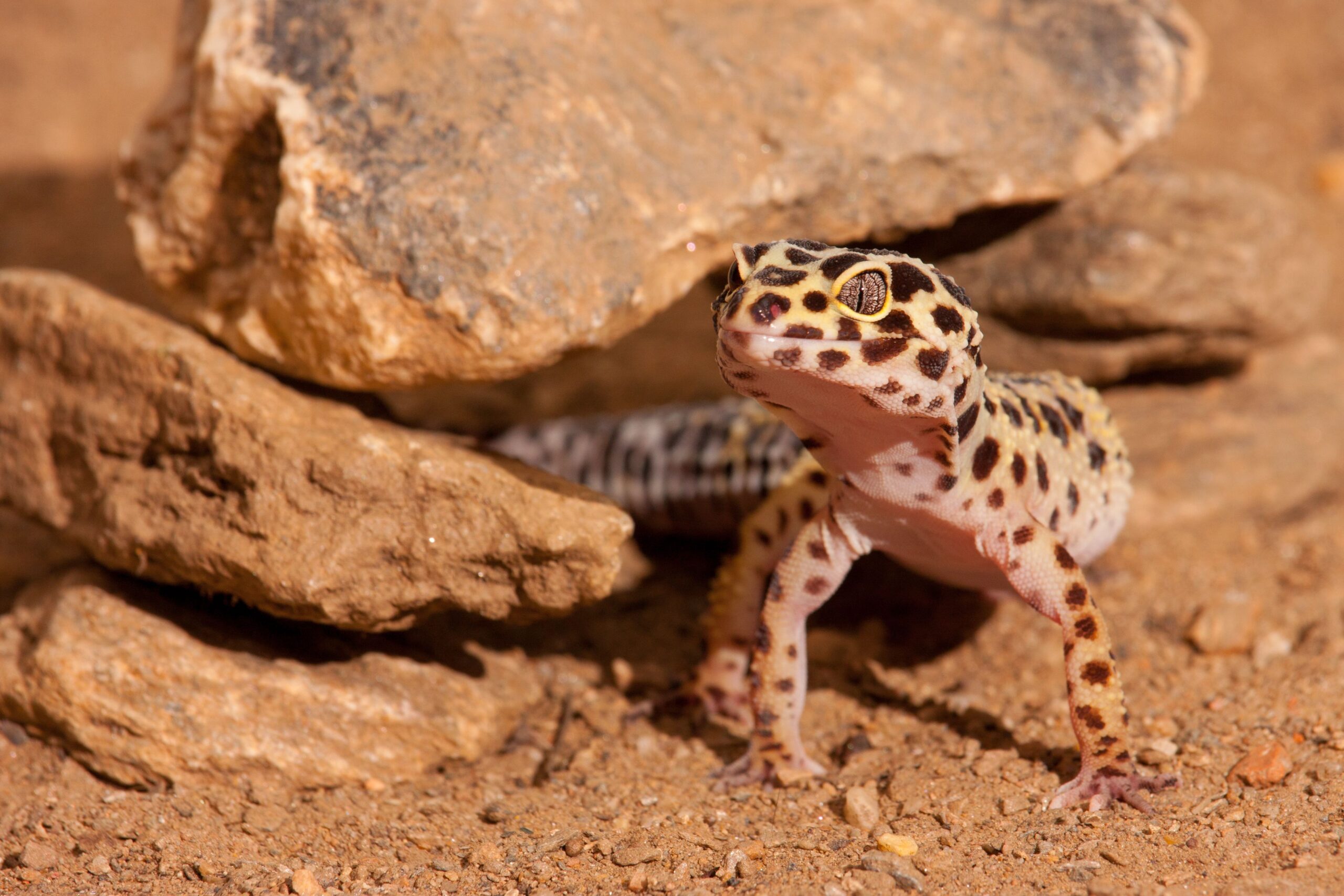 The easiest way to Assemble a Favorable Habitat For Your Leopard Gecko