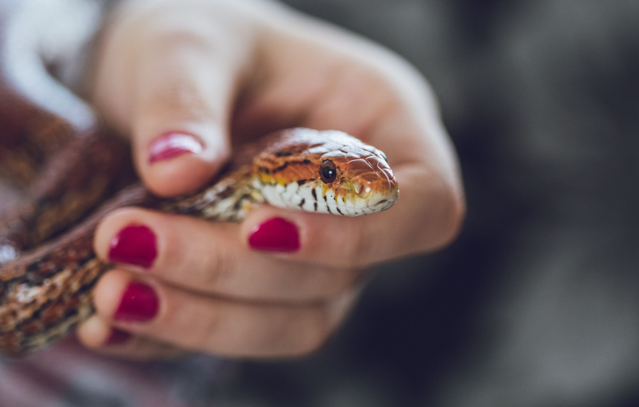 4 Causes Why Snakes Hiss