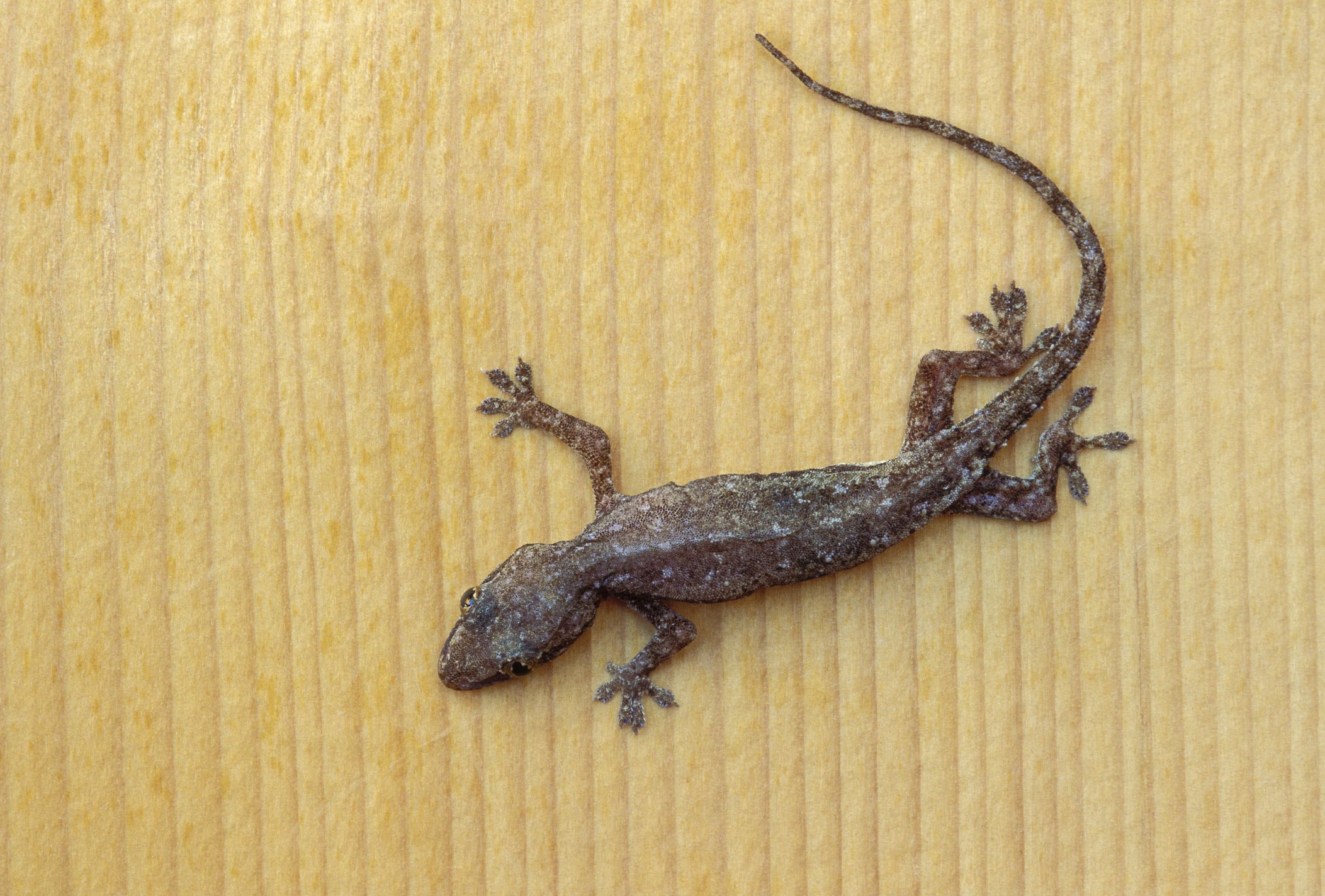 A Info to Caring for Widespread House Geckos as Pets