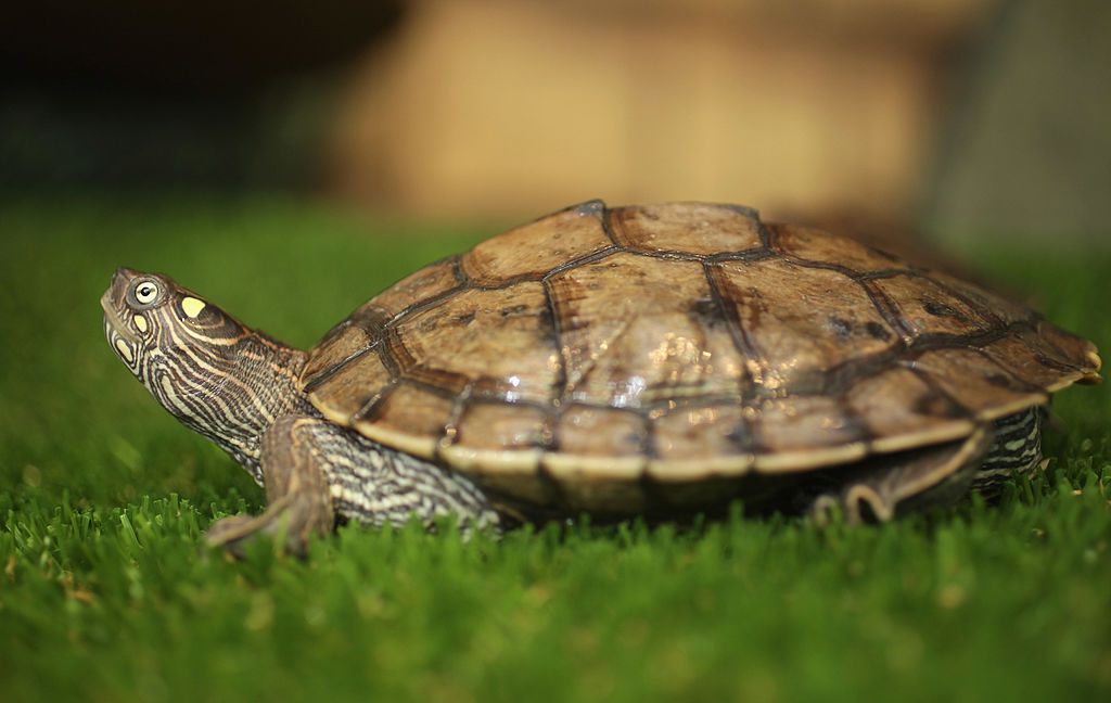 A Info to Caring for Mississippi Map Turtles as Pets