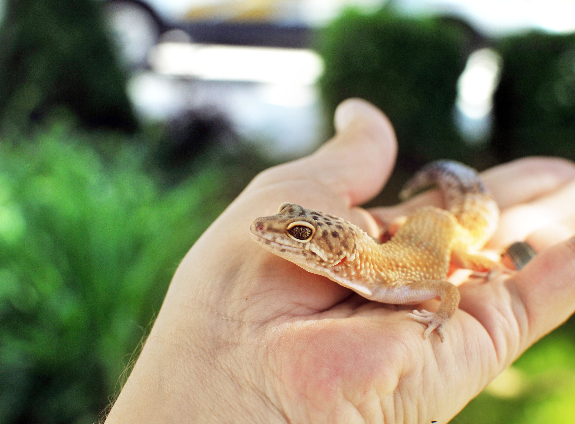 Do Leopard Geckos Need UVB?