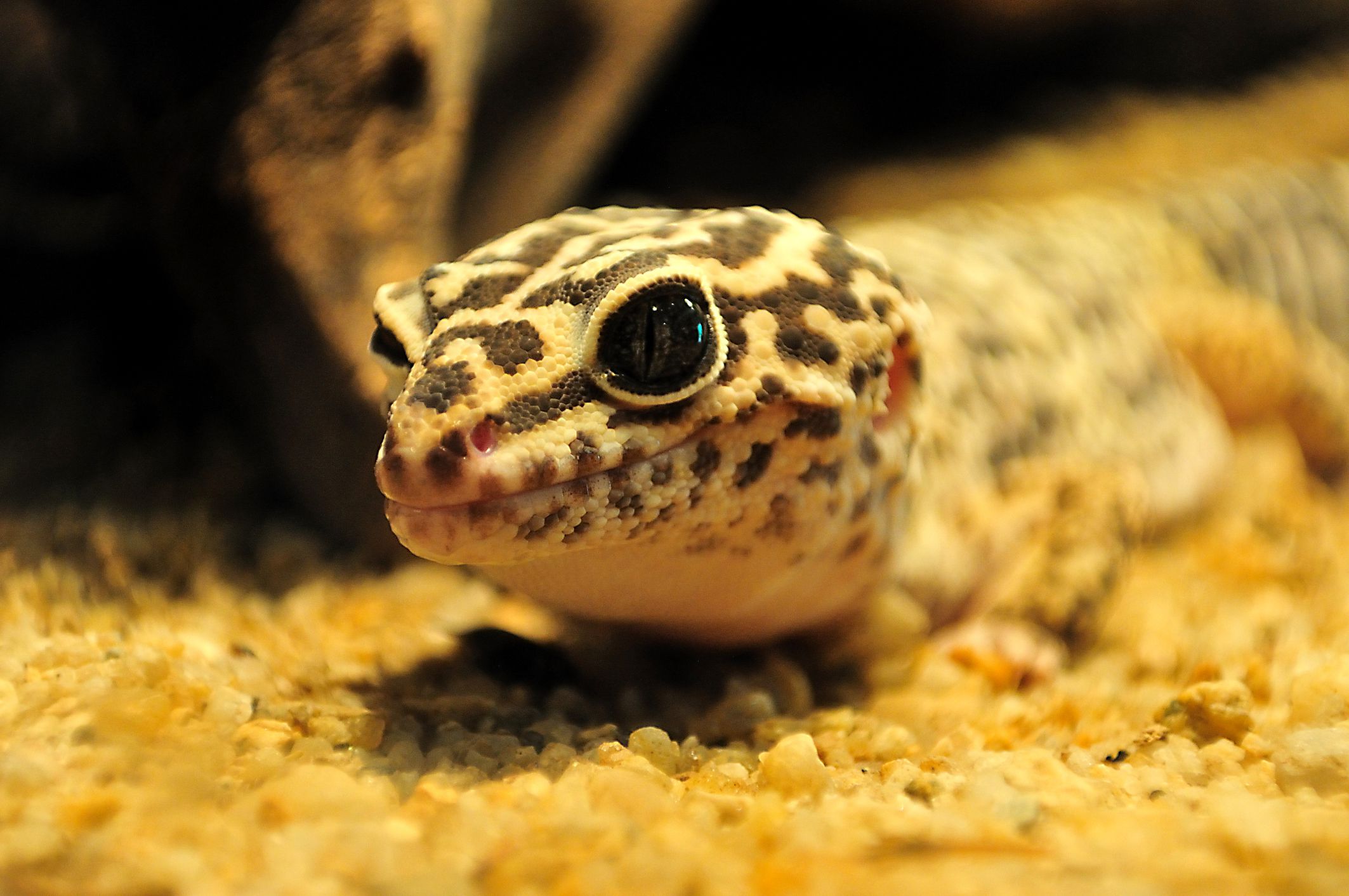 Deciding on a Leopard Gecko Substrate