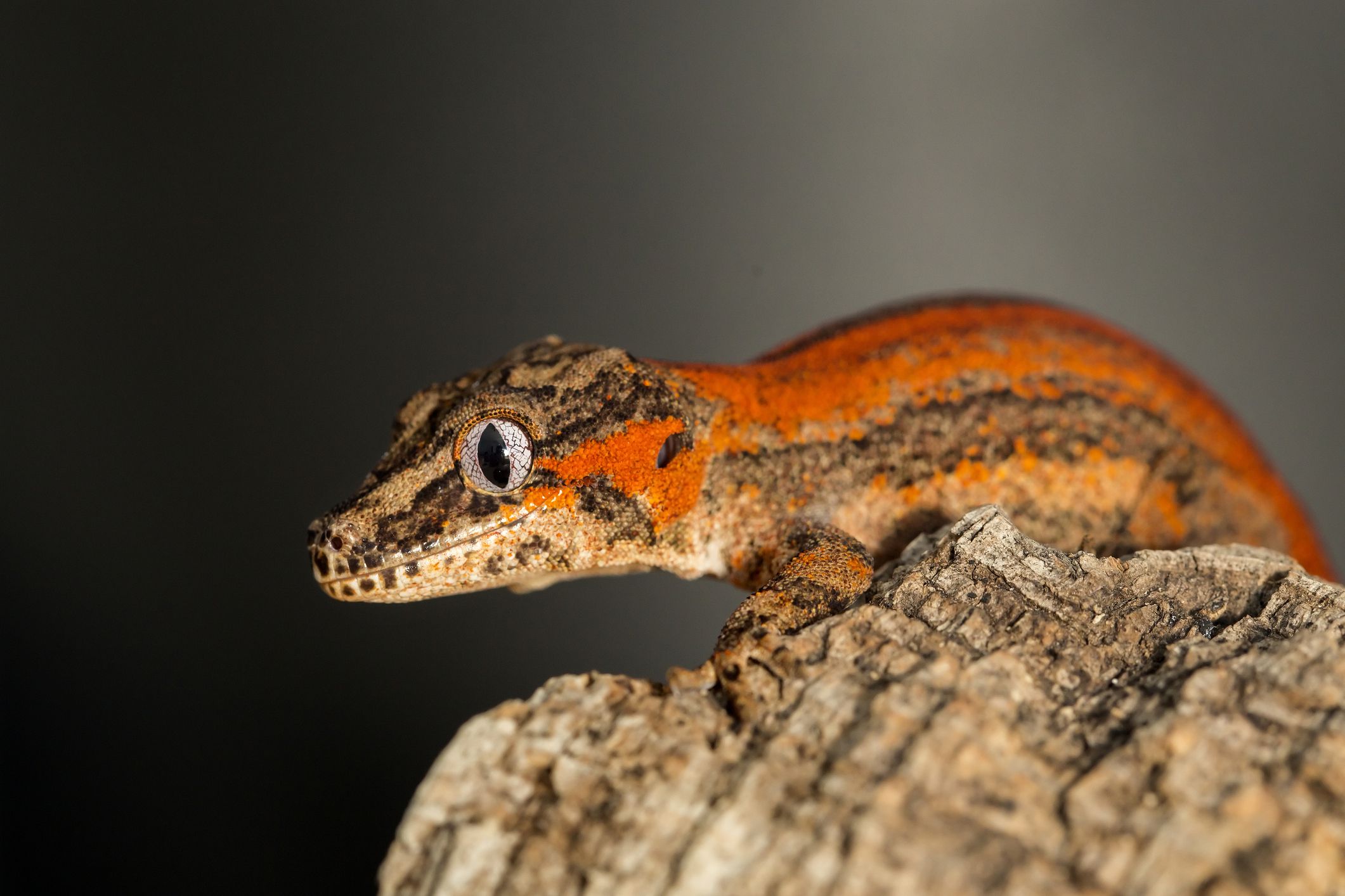 A Data to Caring for Gargoyle Geckos as Pets