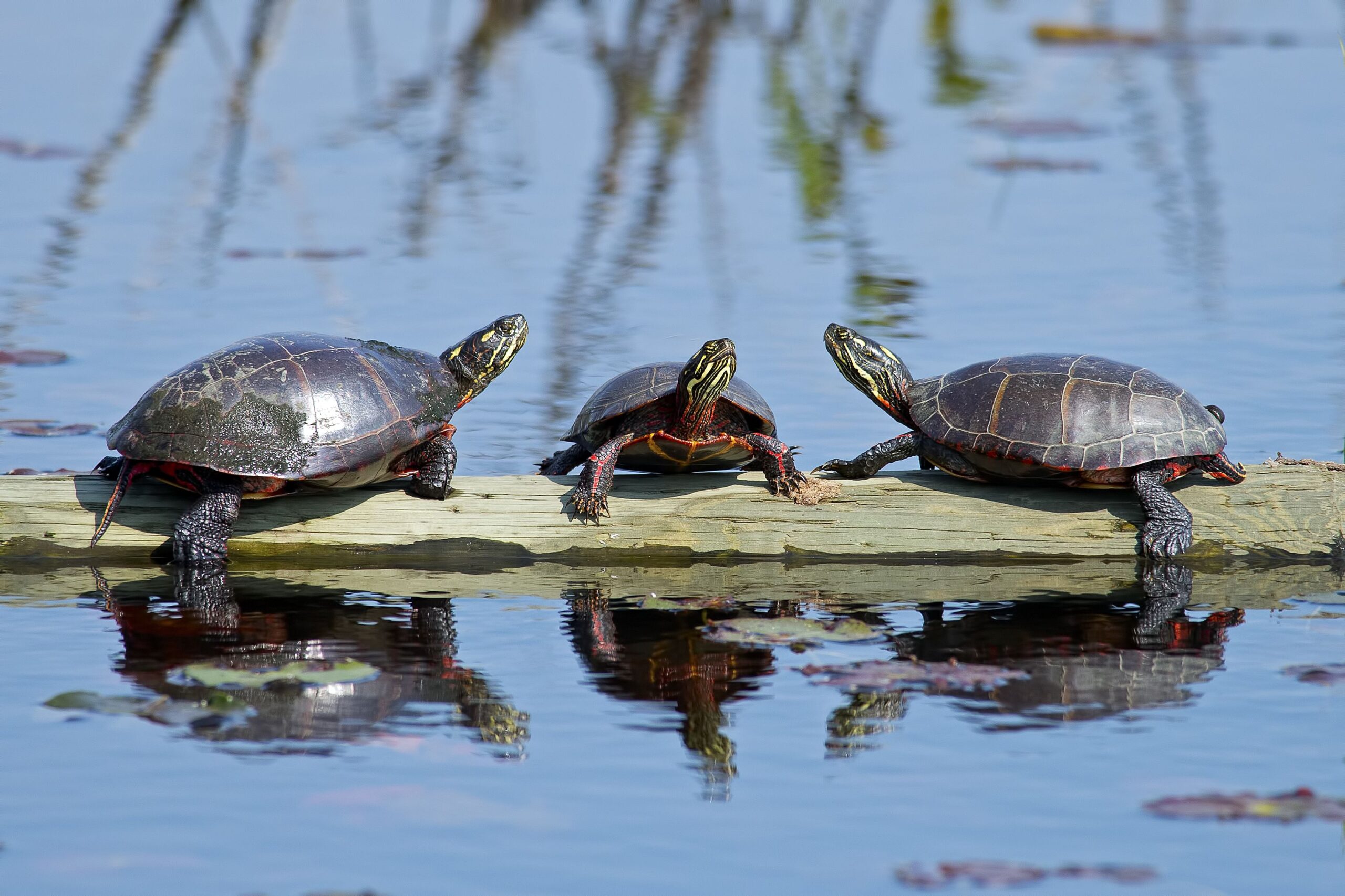 Painted Turtles as Pets: Aquatic Turtle Care