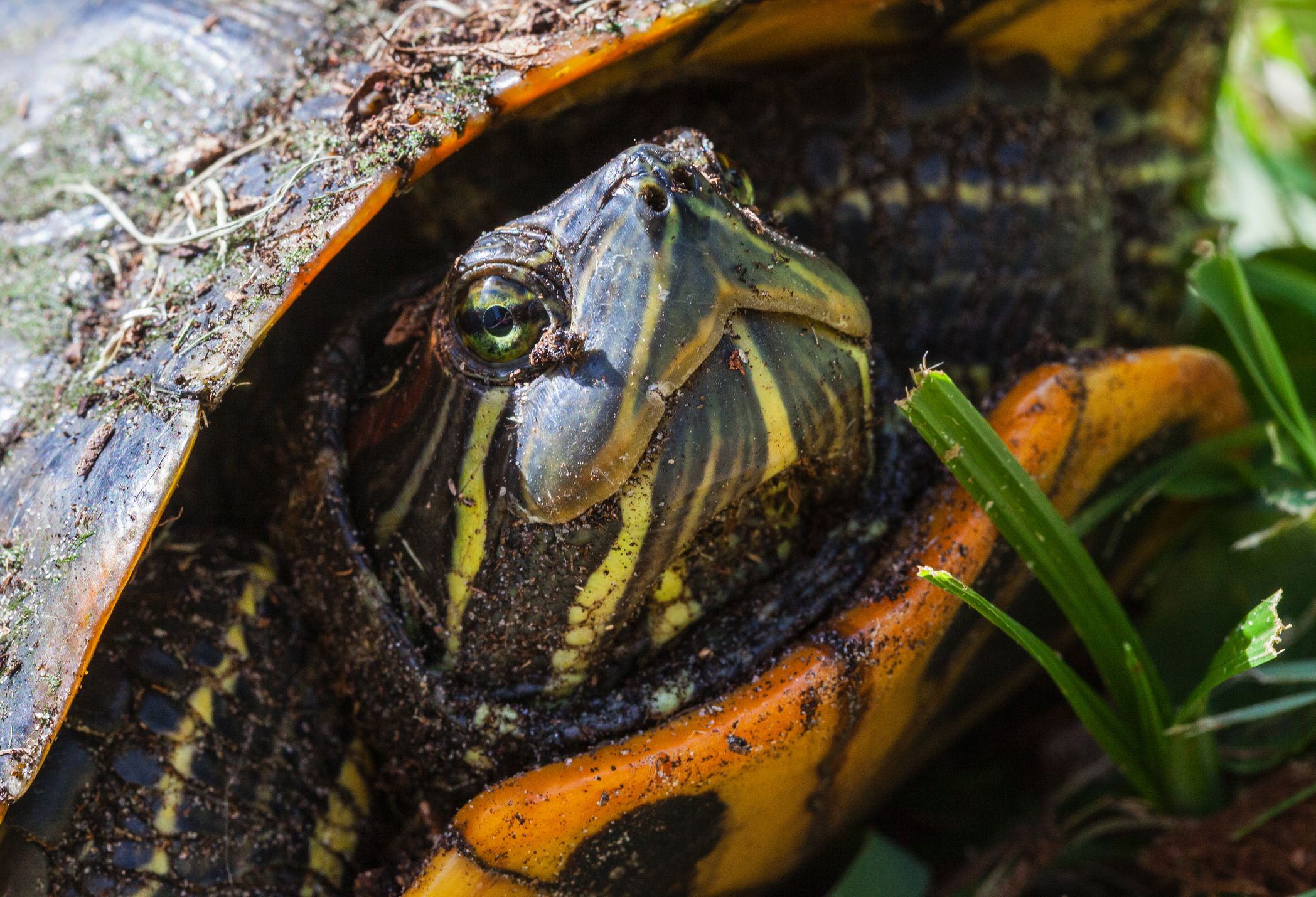 A Info to Caring for Yellow-Belied Sliders as Pets