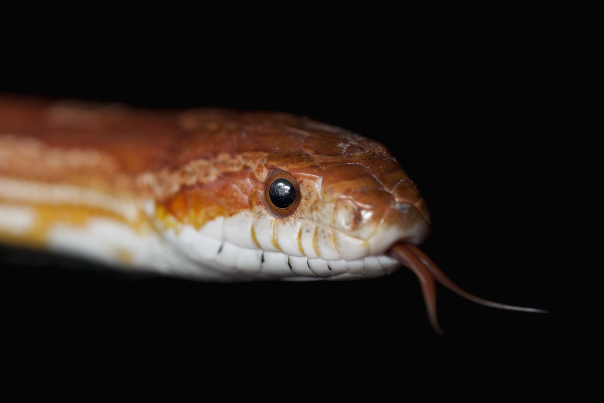 Tips about methods to Choose the Best Pet Snake for You