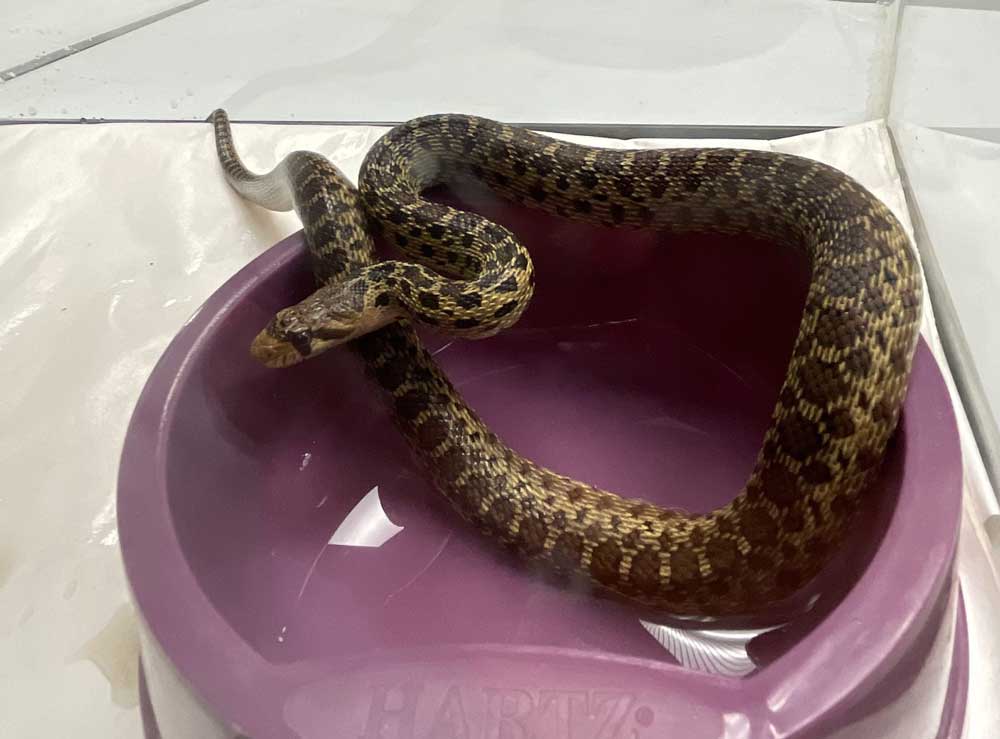 Gopher Snake Found In Christmas Tree Cargo In Hawaii