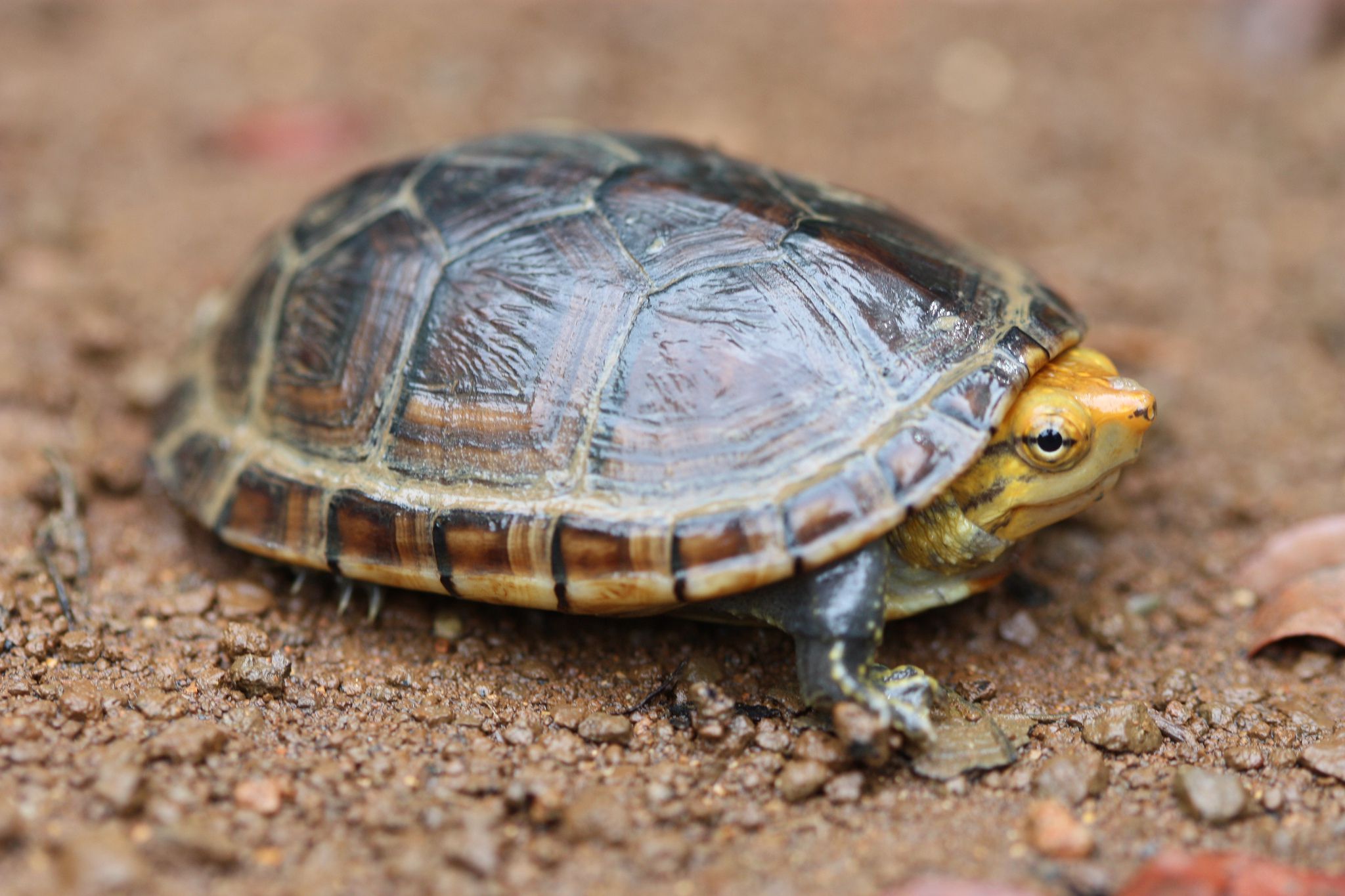 A Info to Caring for Pet Mud Turtles