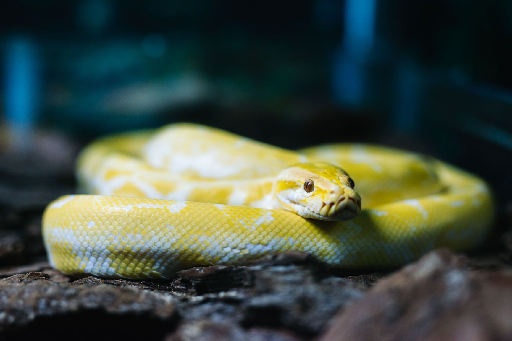 Snake Species Usually Saved as Pets