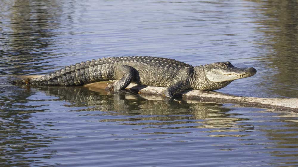 Florida Woman Knowledge Alligator With Large Burmese Python In Its Mouth