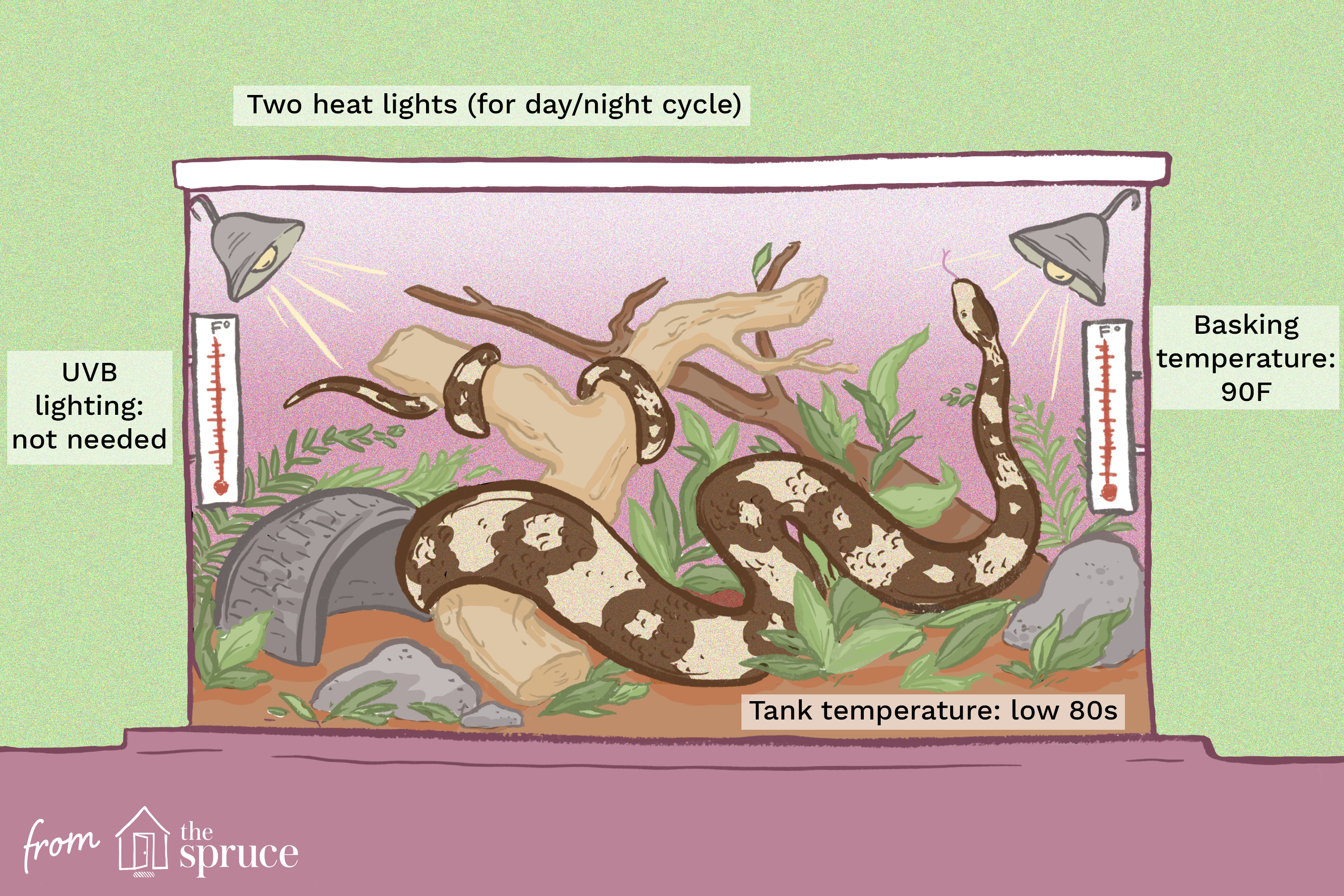 Ball Python Lighting and Heating Needs