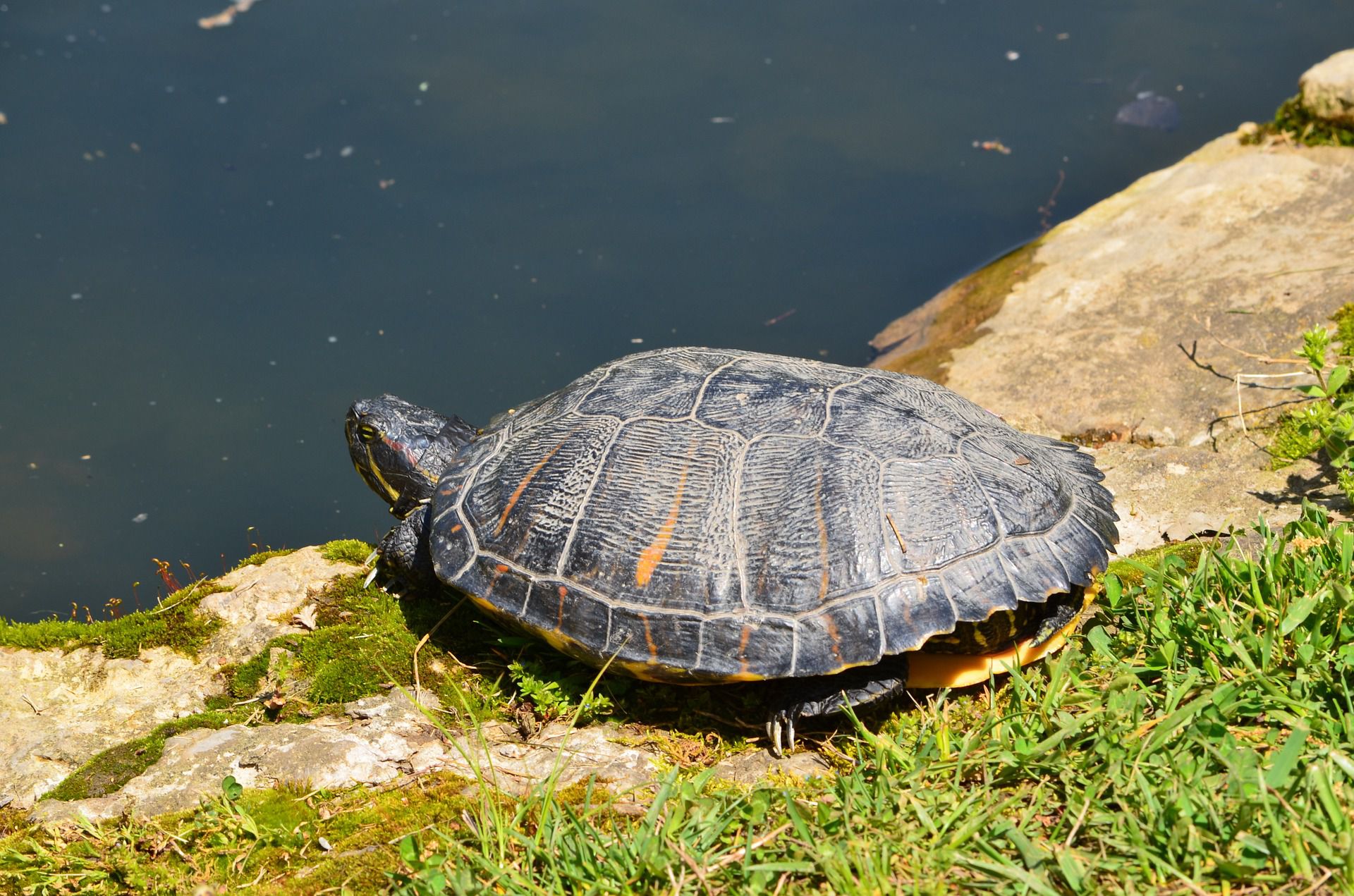 The way in which to Encourage Basking for Your Purple-Eared Slider