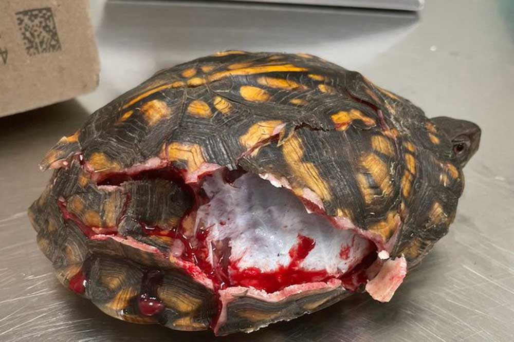 Japanese Subject Turtle Will get Her Shell Repaired With Horse Placenta