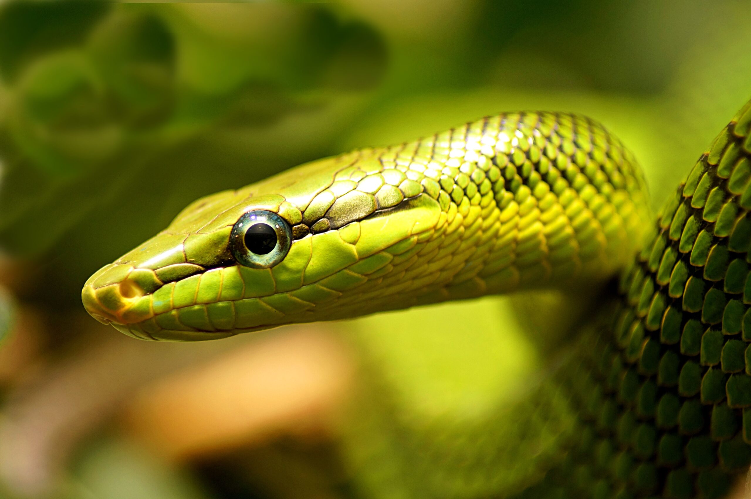 Retained Eye Caps in Snakes