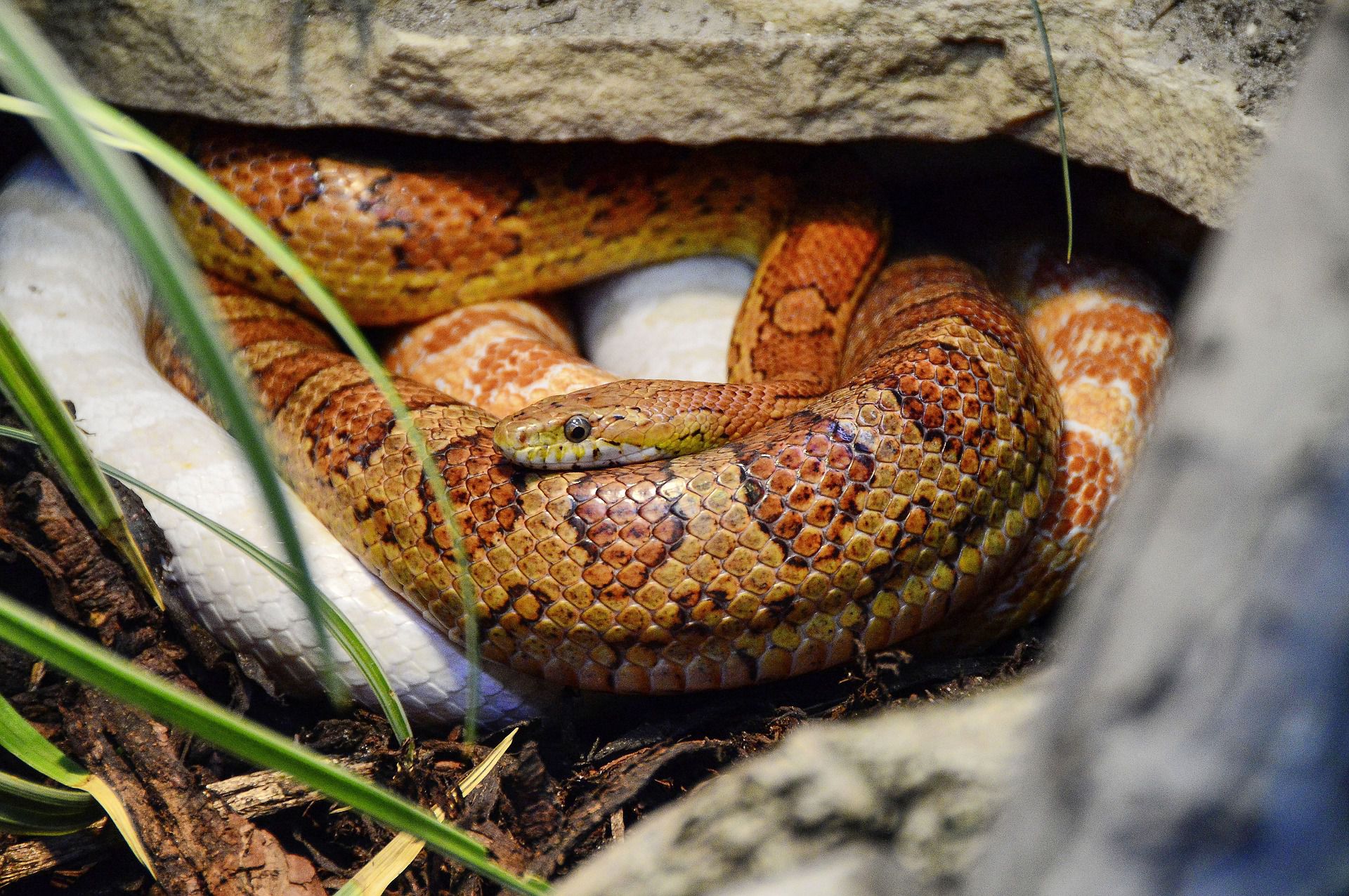 What to Do if Your Snake Has Misplaced Its Urge for meals