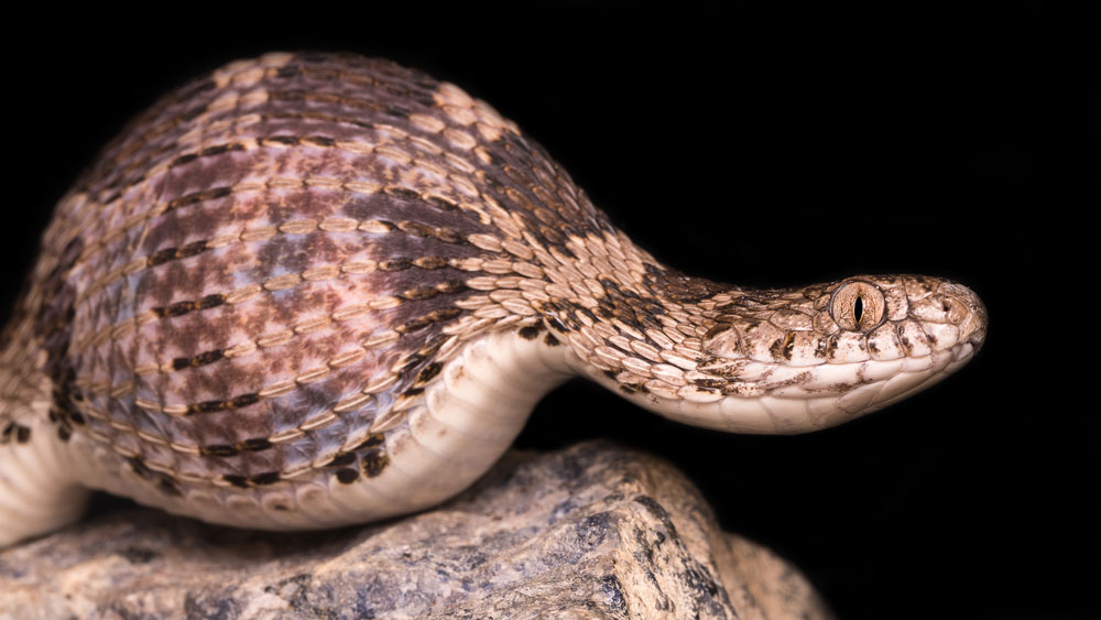 Evaluation Displays Ecological Parts That Fashioned How Snake And Lizard Jaws Developed