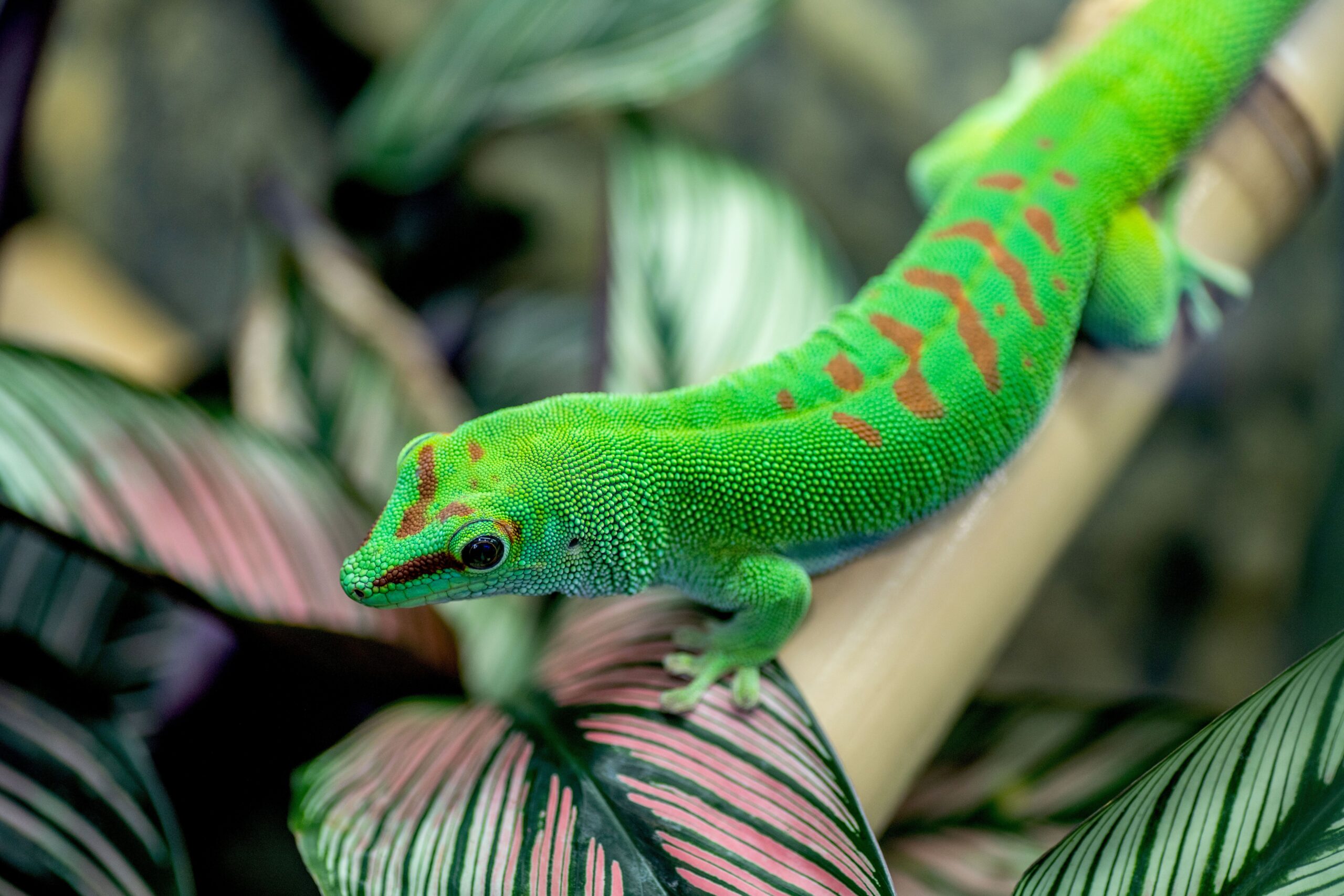 A Data to Caring for Day Geckos as Pets