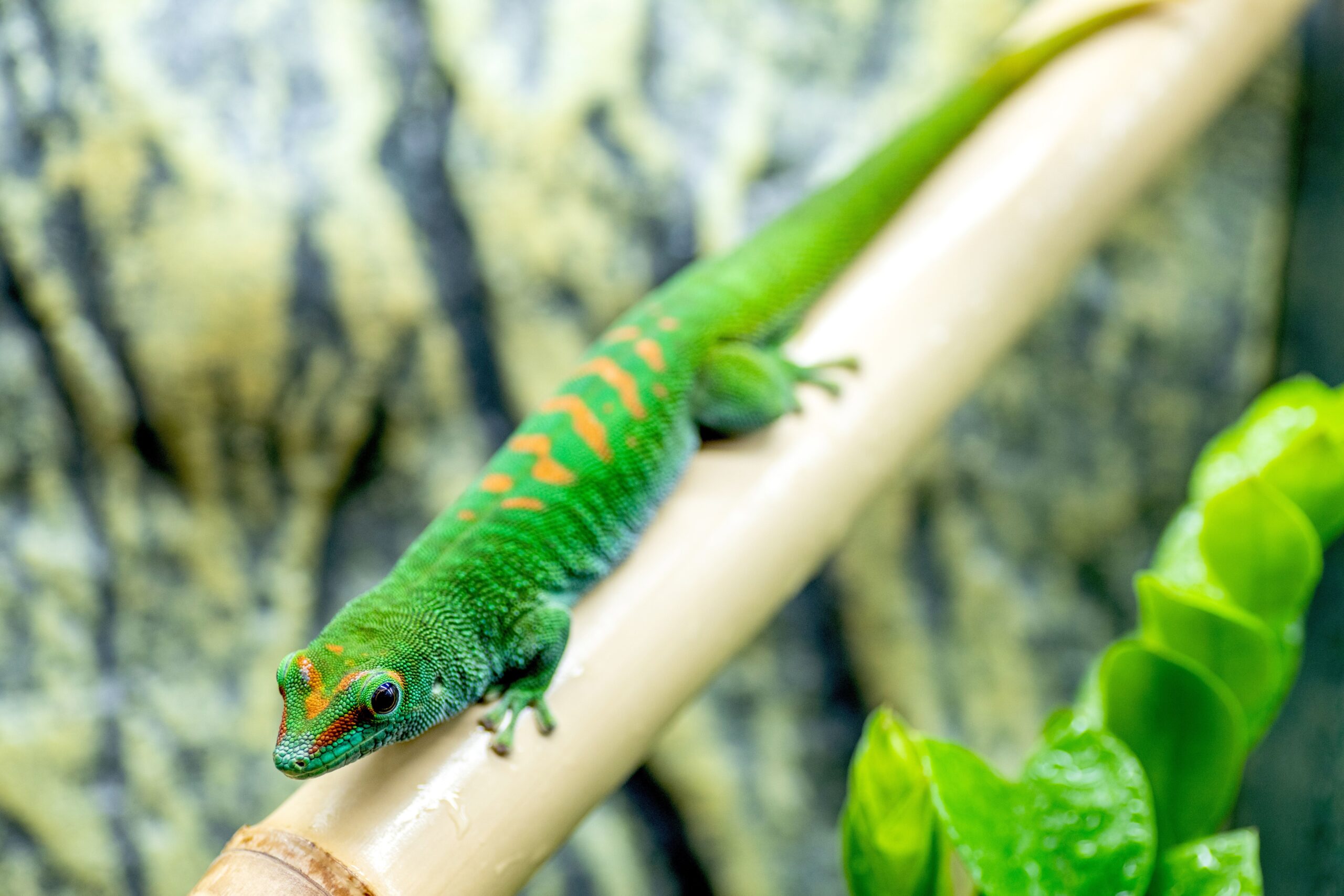 Geckos as Pets – Care Info and Introduction