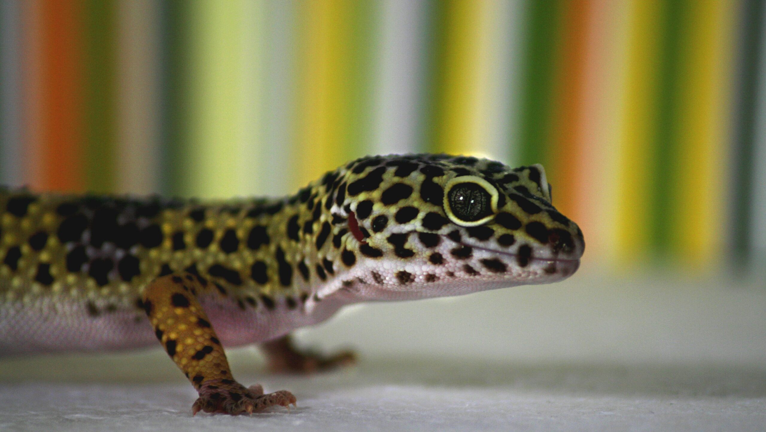 Widespread Pet Gecko Kinds for Novices