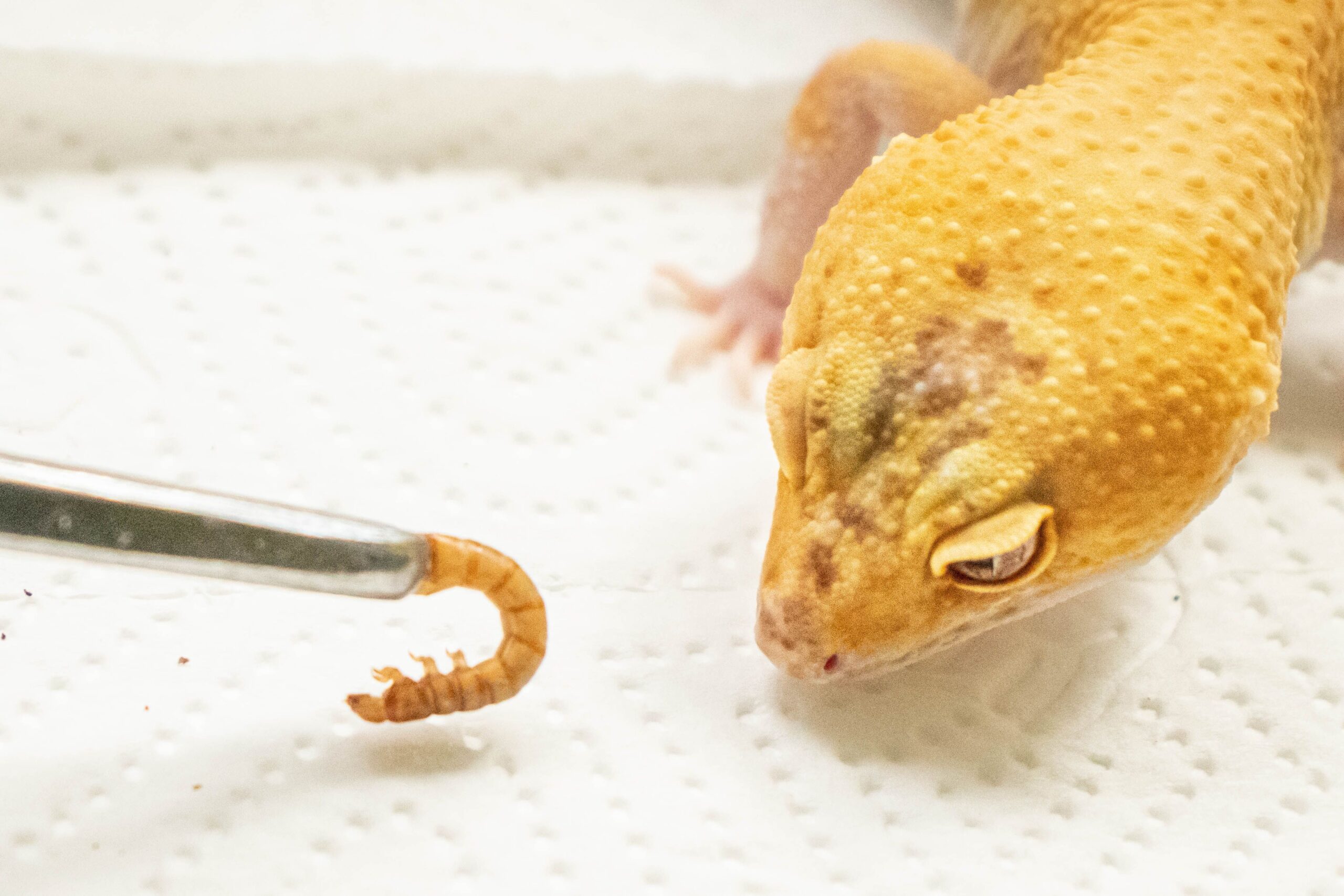 What to Do If Your Leopard Gecko Stops Consuming