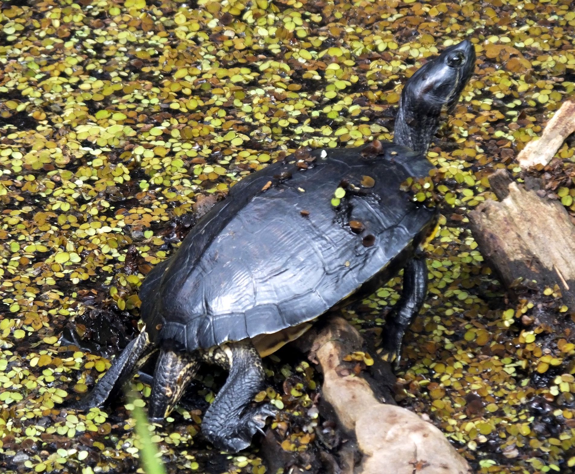 A Info to Caring for Widespread Musk Turtles as Pets