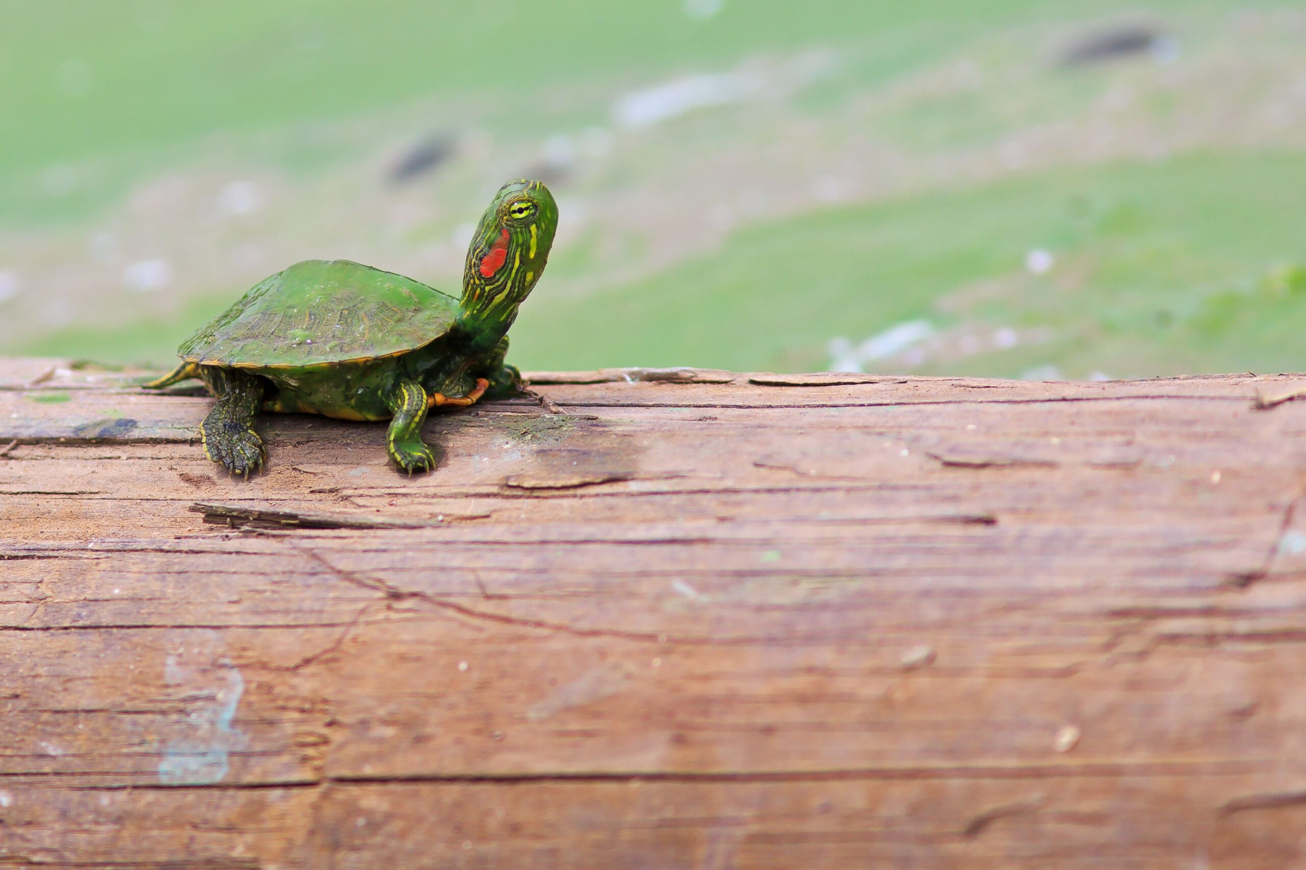 A Info to Caring for Purple-Eared Slider Turtles as Pets